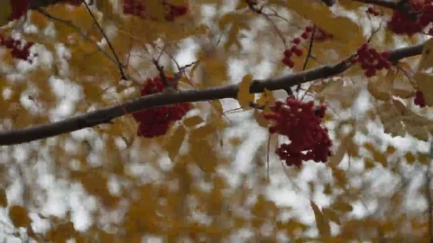 Rowan tree leaves are moving in the wind Stock Footage 69143492