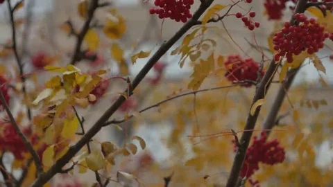 Rowan tree leaves are moving in the wind. Stock Footage 69143495