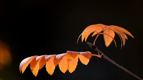 Rowan tree leaves closeup Stock Footage 98209417