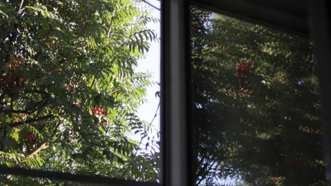 A rowan tree outside the window. Video stock 314741249