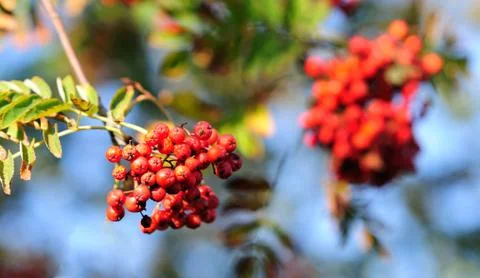 Rowan tree 库存照片