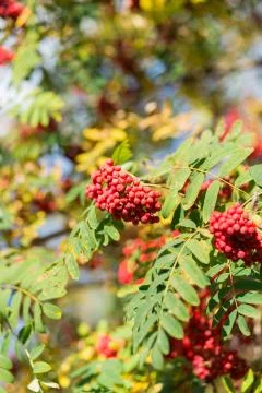 Rowan tree Stock Photos