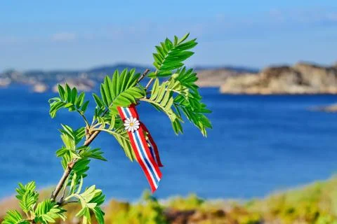 Rowan tree Stock Photos