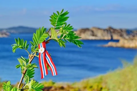 Rowan tree Stock Photos