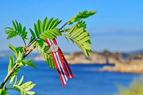 Rowan tree Stock Photos