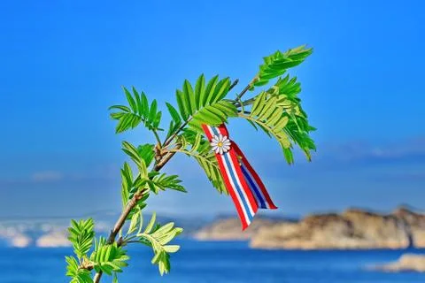 Rowan tree Stock Photos