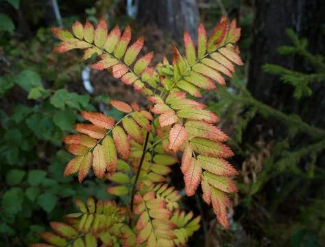 Rowan tree Stock Photos