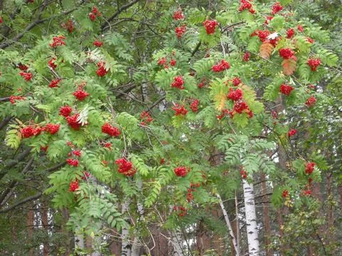 Rowan tree Stock Photos