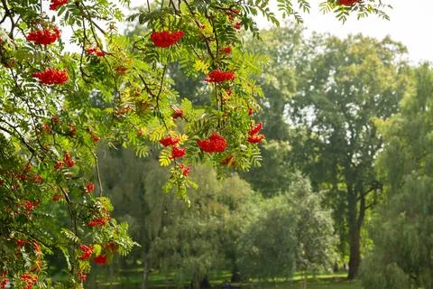 Rowan tree Stock Photos