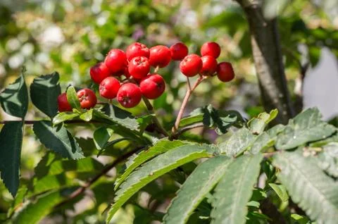 Rowan tree with red berries. Closeup of Sorbus aucuparia. Foto stock