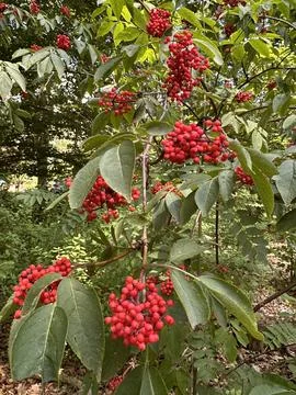 Rowan Tree With Red Berries In Forest Stock Photos