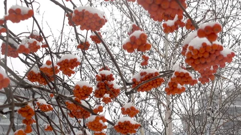 Rowan tree with red berries under the snow Stock Footage 164377913