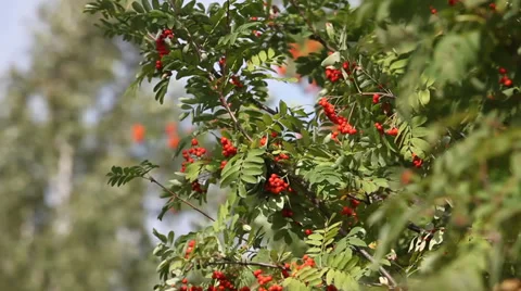 Rowan tree with red berry in the wind Stock Footage 39808249