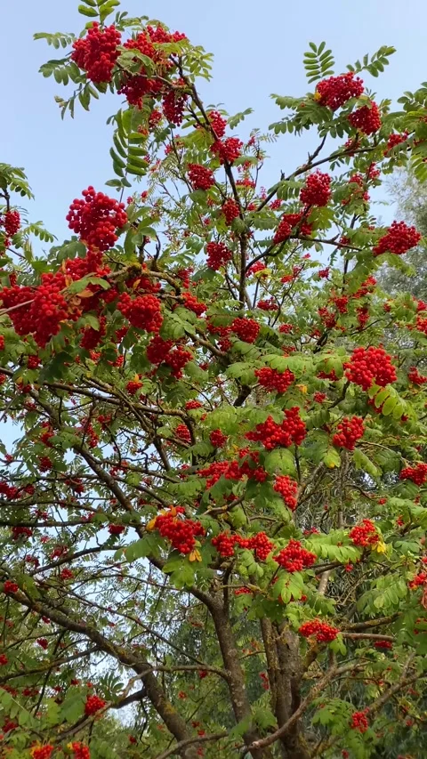 Rowan Tree. Rowan berries on the branches. Vertical video Video stock 283379499
