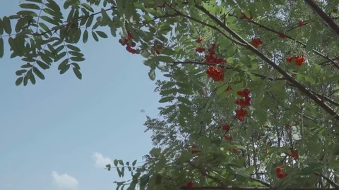 Rowan tree with rowan berries in the wind in slow motion. Sky background Stock Footage 80156908
