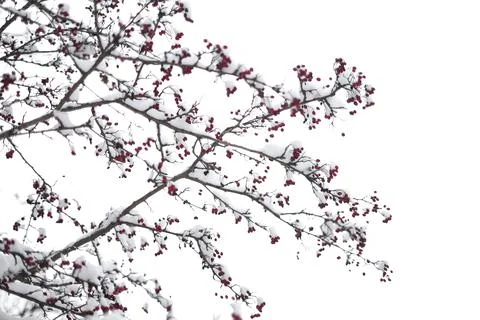 Rowan tree with snow-covered branches Stock-Fotos