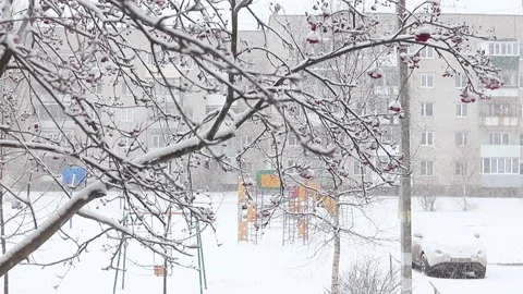 Rowan tree in the snow. It is snowing in the background. Stock Footage 134007034