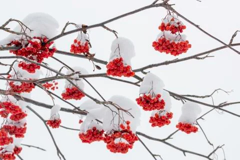 Rowan tree in the snow Stock Photos