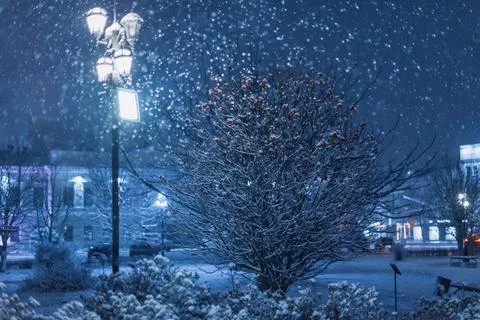The rowan tree under the snow in winter in the city at night in the light of the Stock Photos