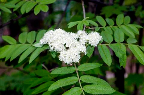 Rowan tree with white flowers at spring Stock Photos