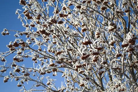 Rowan tree in winter on a blue background of the sky. Stock Photos