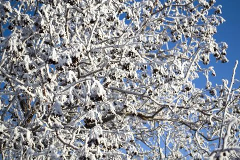 Rowan tree in winter on a blue background of the sky. Stock Photos