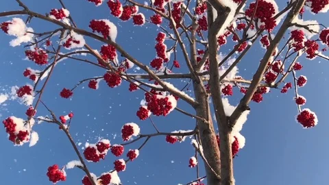 The Rowan Tree in Winter Stock Footage 83427581