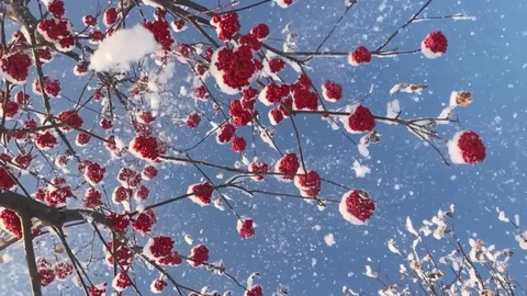 The Rowan Tree in Winter Stock Footage 83427967
