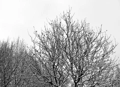 Rowan Tree in Winter Stock Photos