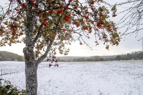 Rowan tree in wintry landscape Stock Photos