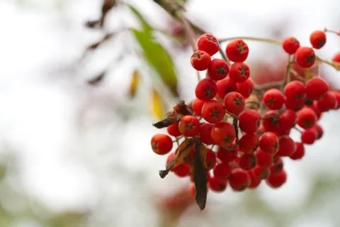 The rowan trees are full of small red berries. Stock Photos