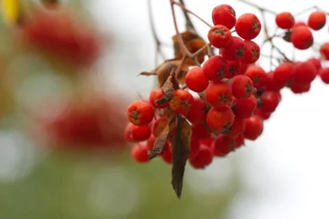 The rowan trees are full of small red berries. Stock Photos