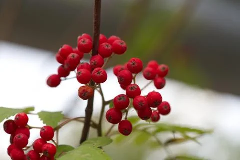 The rowan trees are full of small red berries. Stock Photos