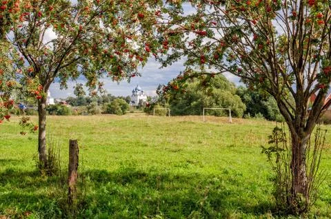Rowan trees on meadow Stock Photos
