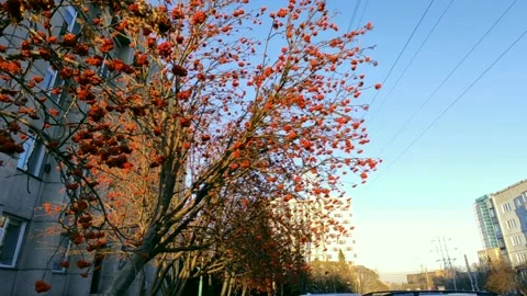 Rowan trees in the rays of a golden sunset Stock Footage 219992141