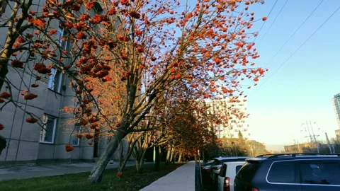 Rowan trees in the rays of a golden sunset Stock-Footage 219992227