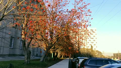 Rowan trees in the rays of a golden sunset Stock Footage 219992262