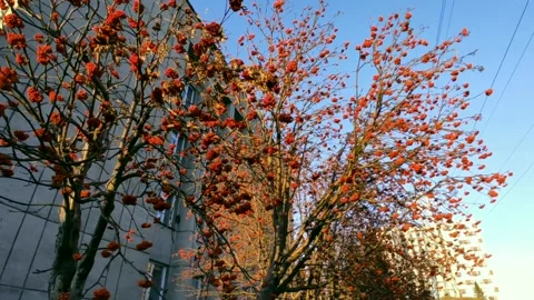 Rowan trees in the rays of a golden sunset Stock Footage 219992276
