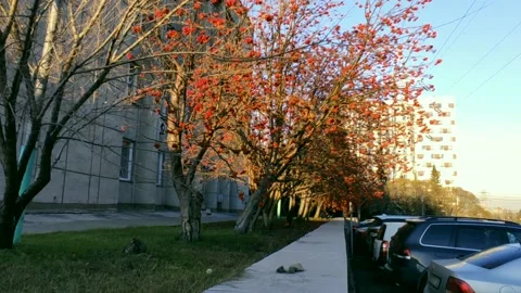 Rowan trees in the rays of a golden sunset Stock Footage 219992298