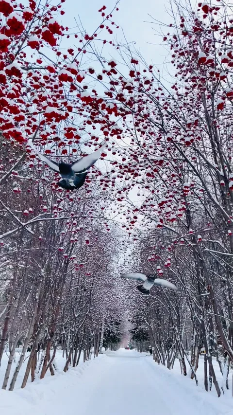 Rowan trees in a snow, winter park in Siberia, Russia Stock Footage 231734417