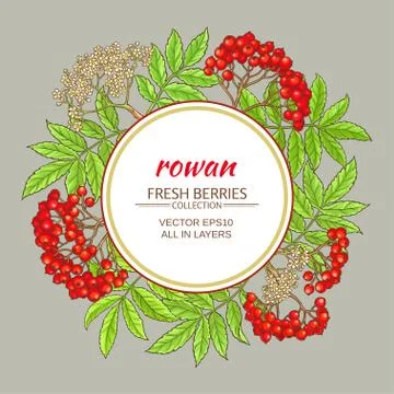 Rowan vector frame Stock Illustration