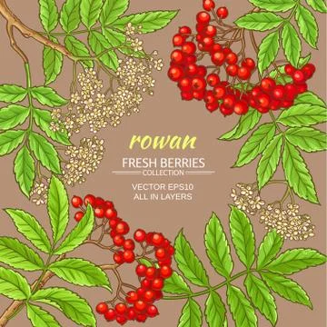 Rowan vector frame Stock Illustration