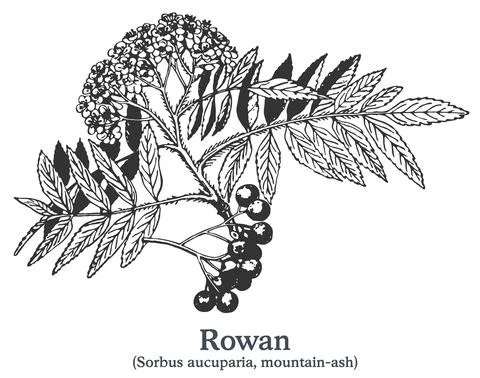 Rowan. Vector hand drawn plant. Vintage medicinal plant sketch. Stock Illustration