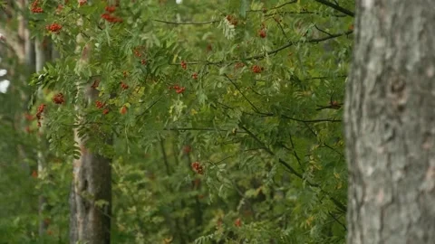 Rowan waving in the wind cloudy weather Video stock 132168588