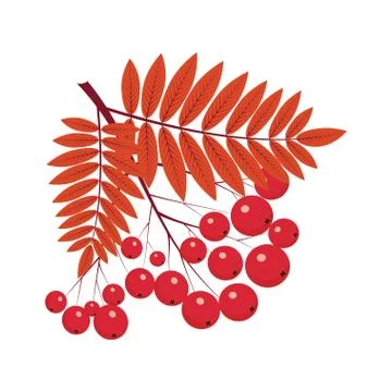 Rowan on the white ground Illustrazione stock