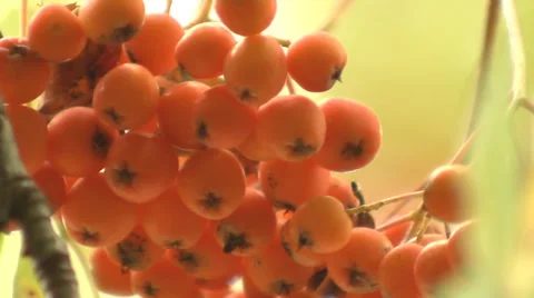 Rowan in the wind Stock Footage 68465512