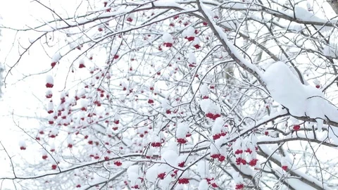 Rowan winter in the forest. 스톡 동영상 71672954