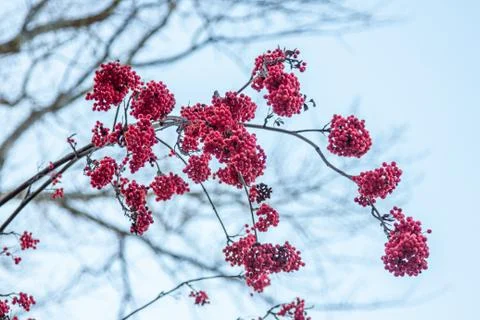 Rowanberries Stock Photos