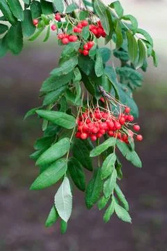 Rowanberries Stock Photos
