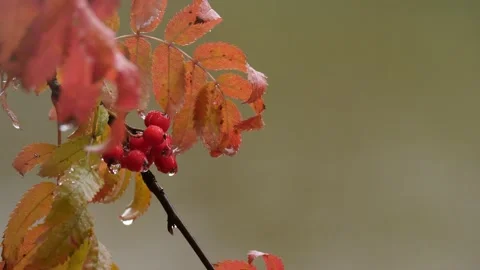 Rowanberries sways on the wind Stock Footage 170852104